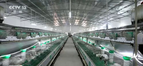 衍生农产品与网络技术 创意农业为乡村振兴注入“别样美”